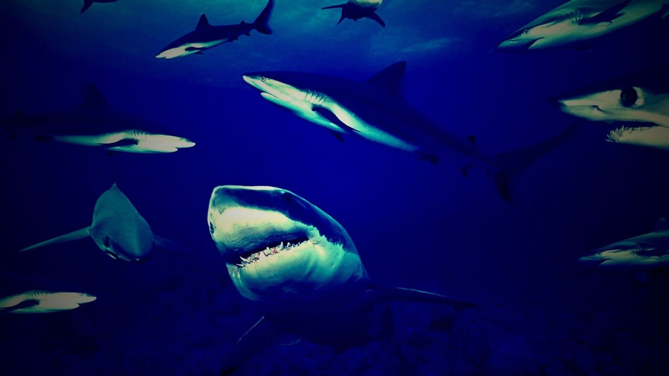 Стая акул обои