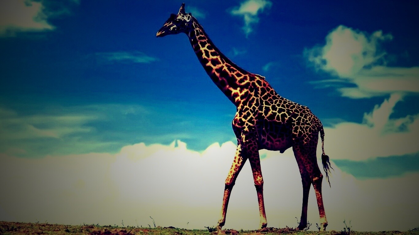 Жираф на прогулке обои