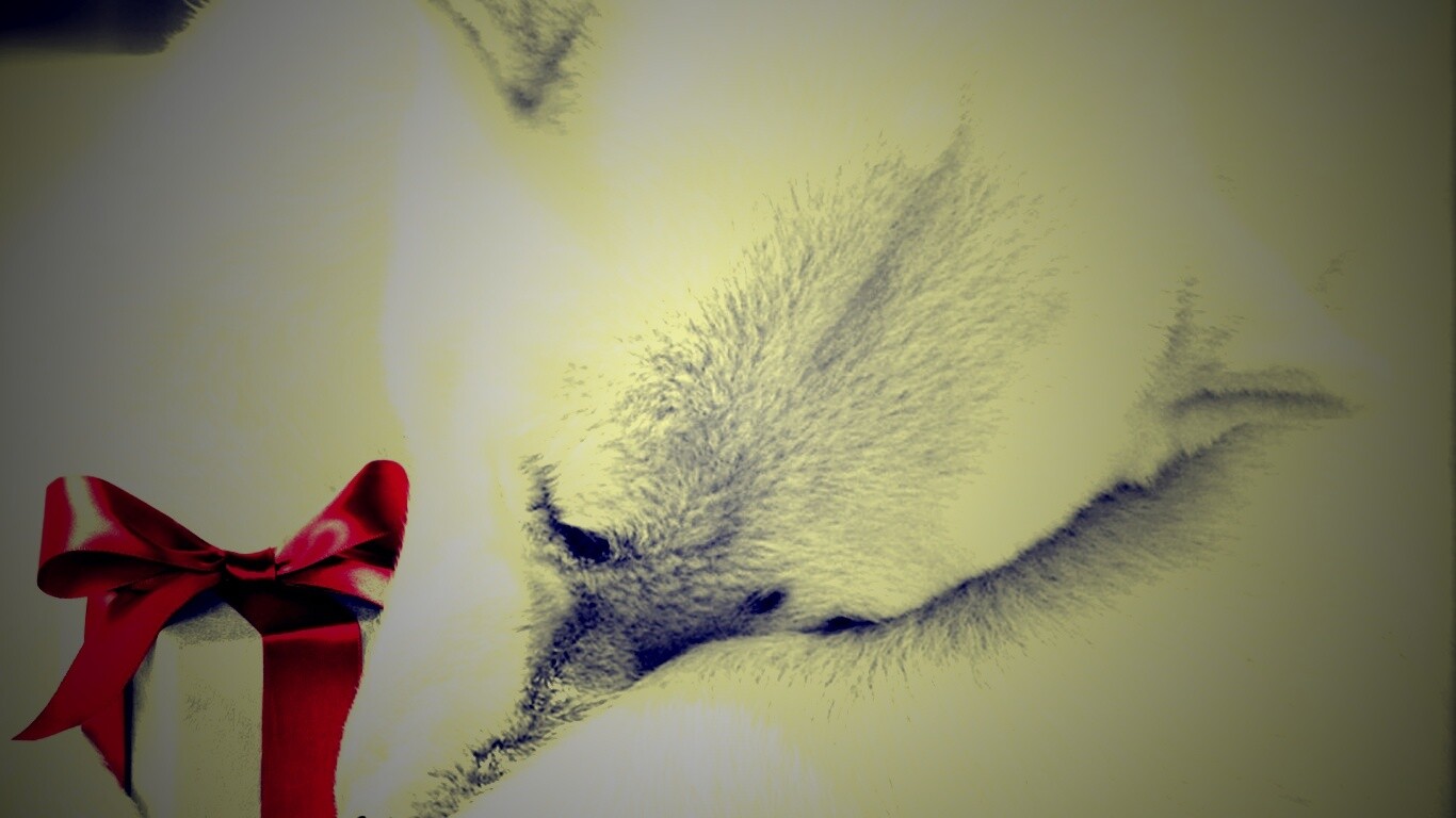 Белый мишка с подарком обои