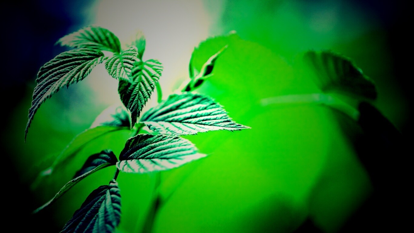 Листья малины обои