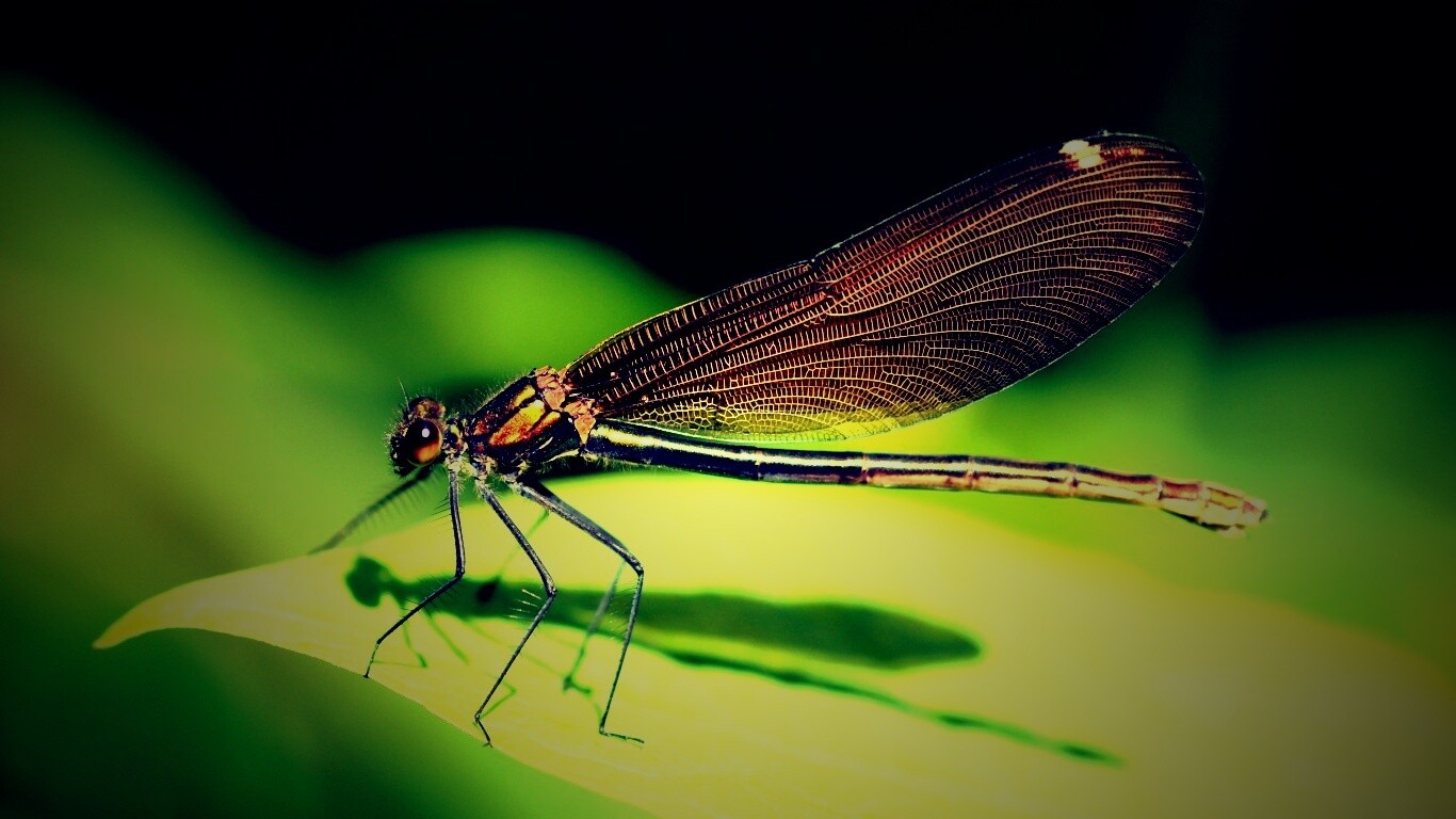 Стрекоза на листе обои