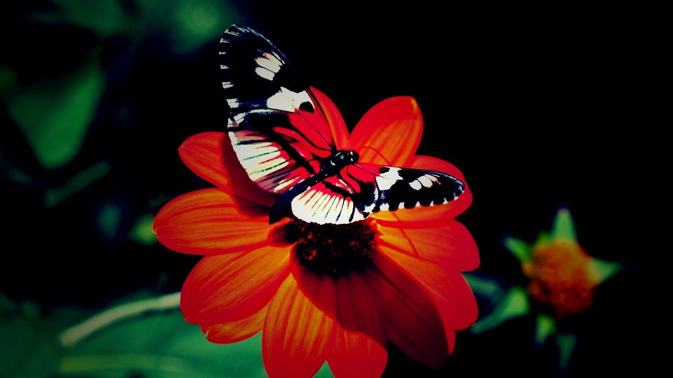 Бабочка на цветке обои