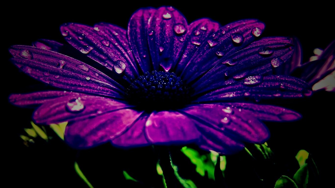 Мокрый от росы фиолетовый цветок обои