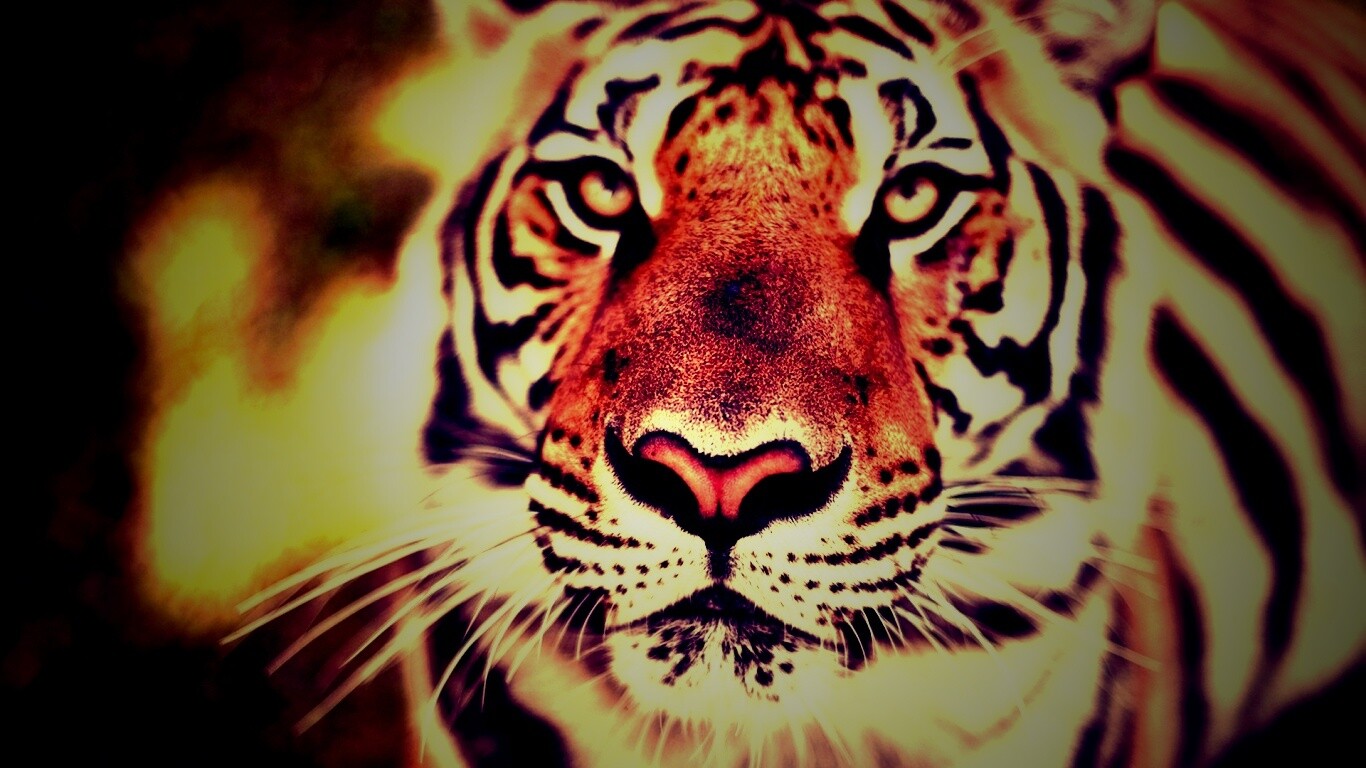 Красавец тигр обои