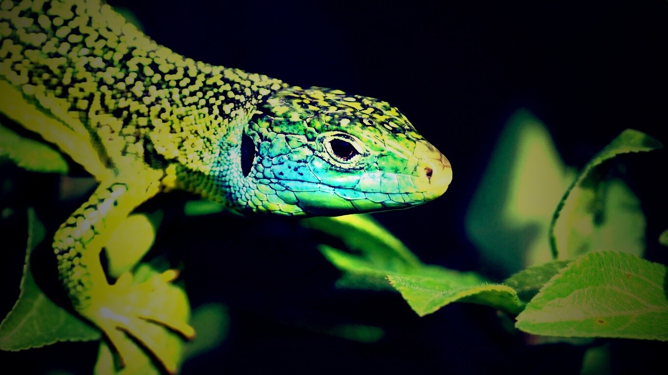 Ящерка на листьях обои