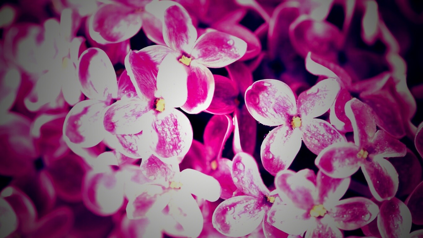 Цветы сирени обои