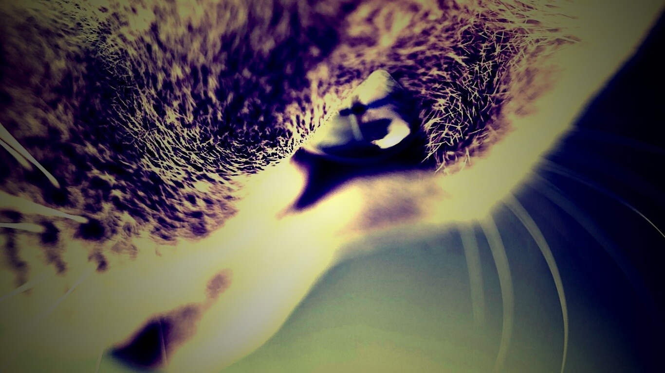 Макро фото мордашки кота обои