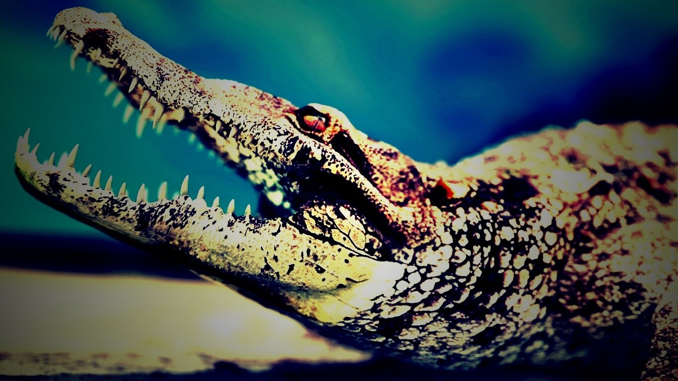 Крокодил разинул пасть обои