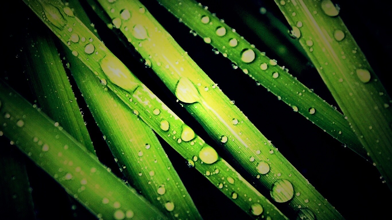 Капли на траве обои