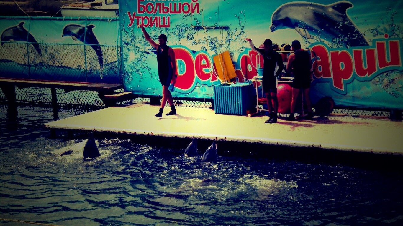 Утро в дельфинарии обои
