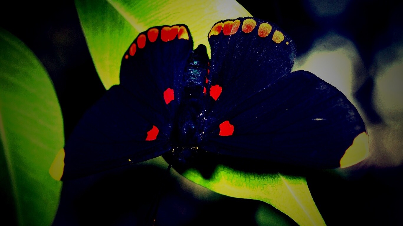 Бабочка на листе обои