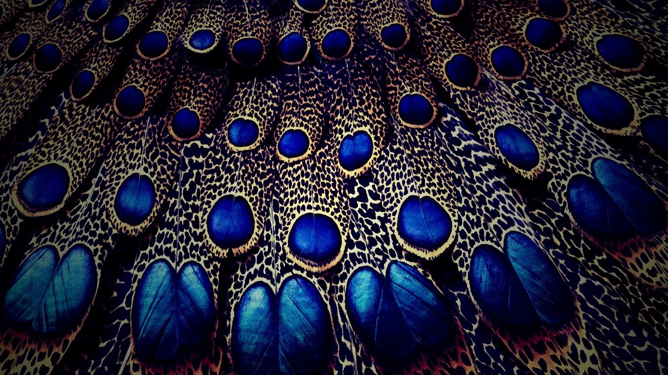 Хвост павлина обои