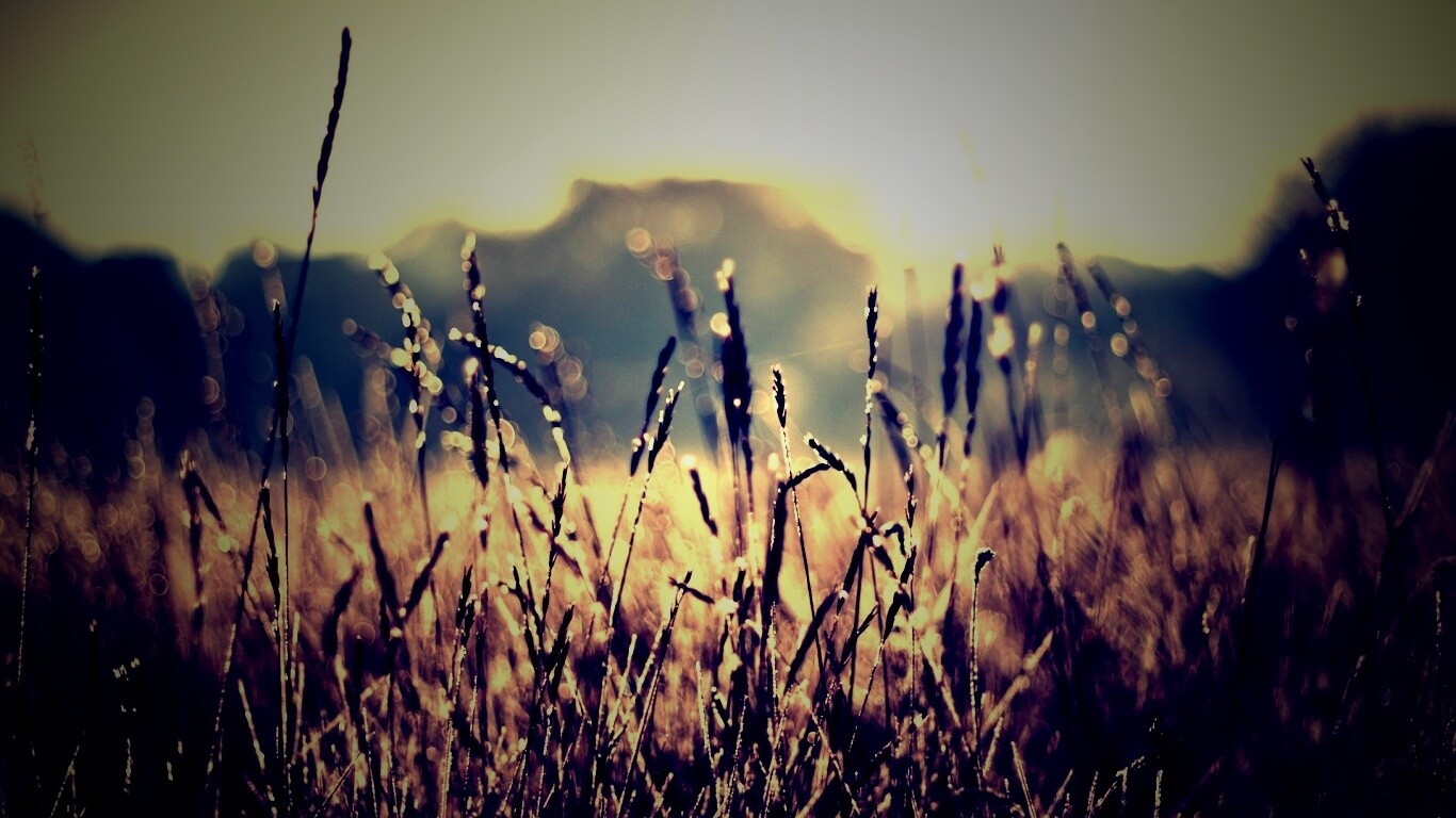 Поле пшеницы обои