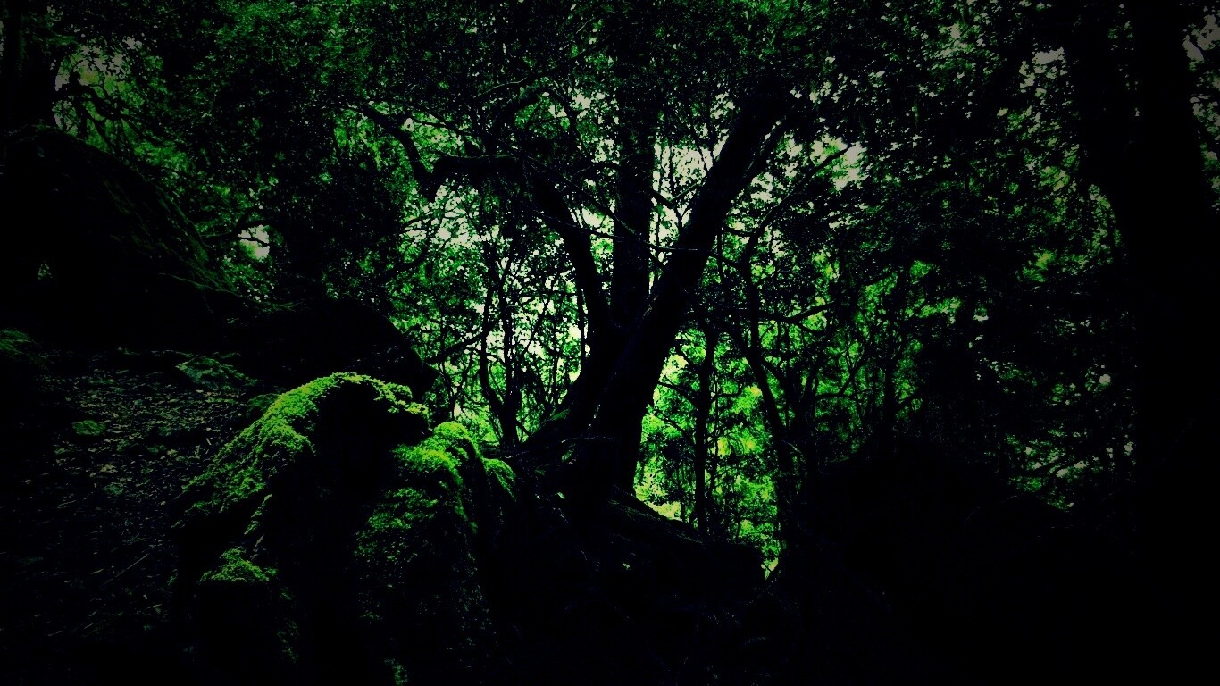 Чаща мшистого леса обои