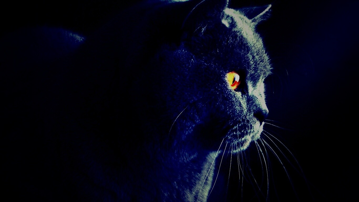 Плюшик  обои