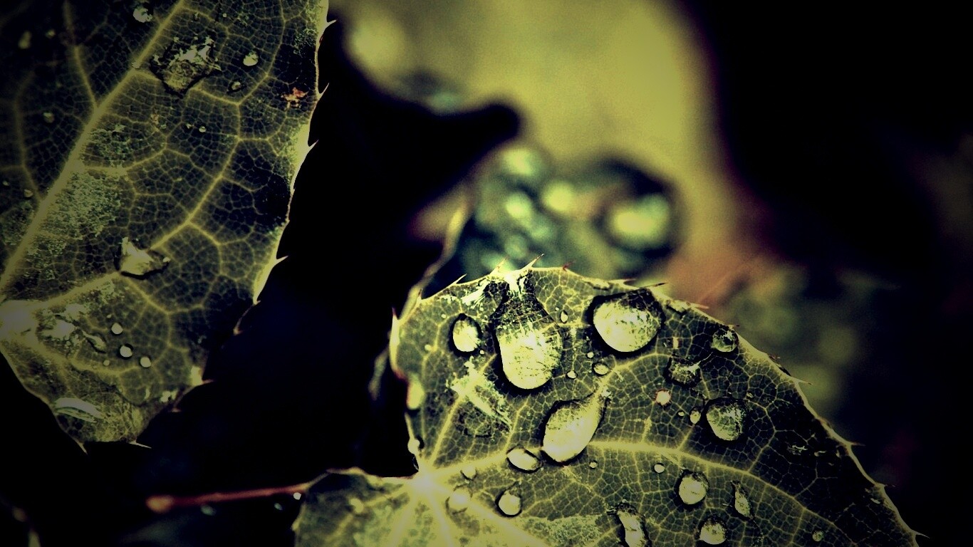Капельки росы на листьях обои