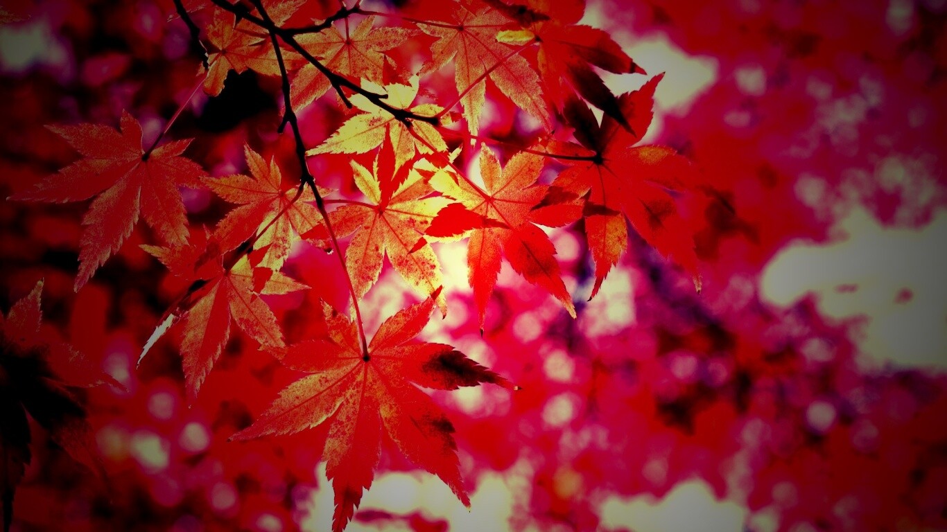 Осенние листья обои