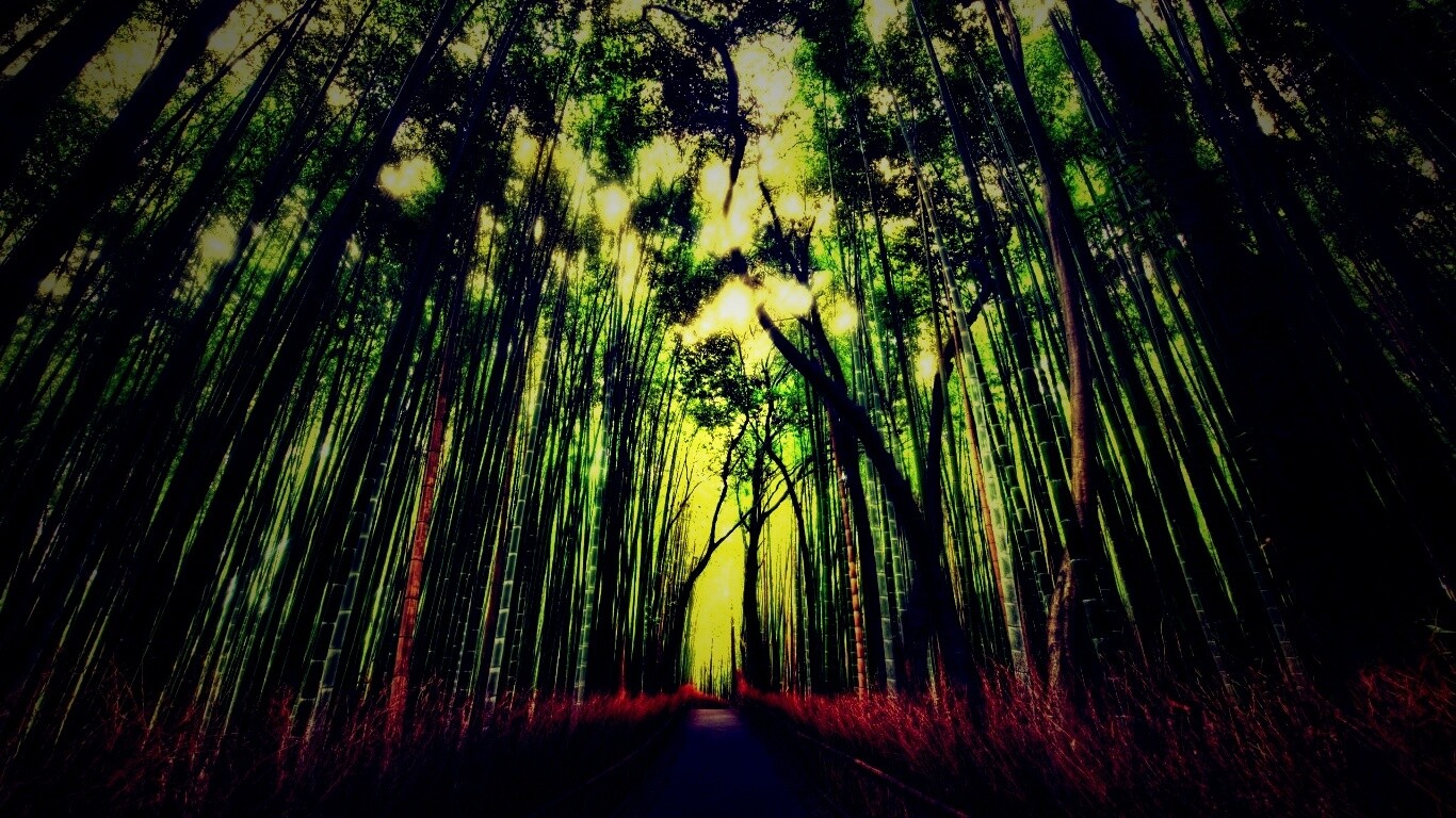 Дорога в тростниковых зарослях обои