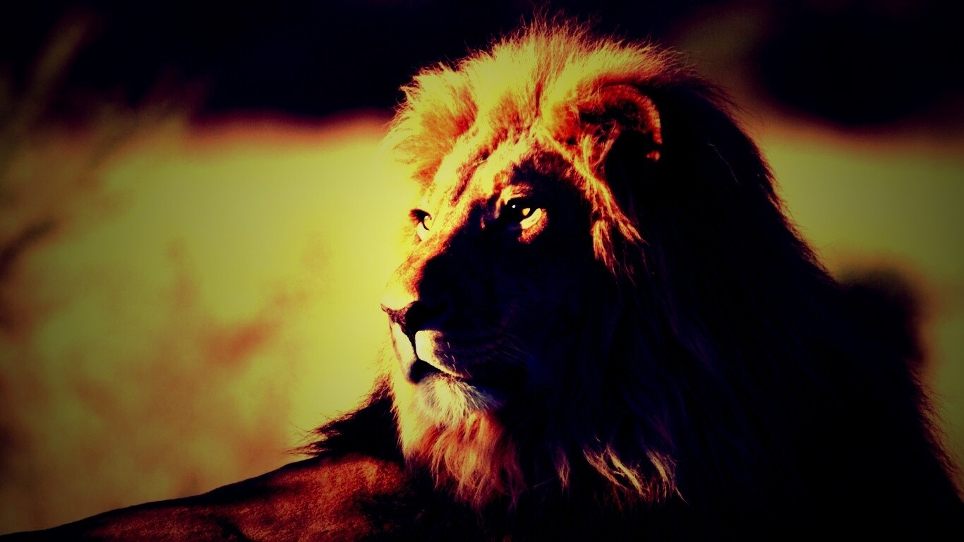 Царь зверей обои