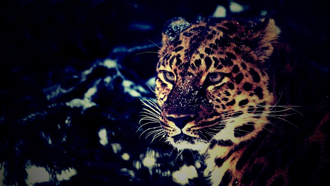 Леопард у заснеженной ели обои