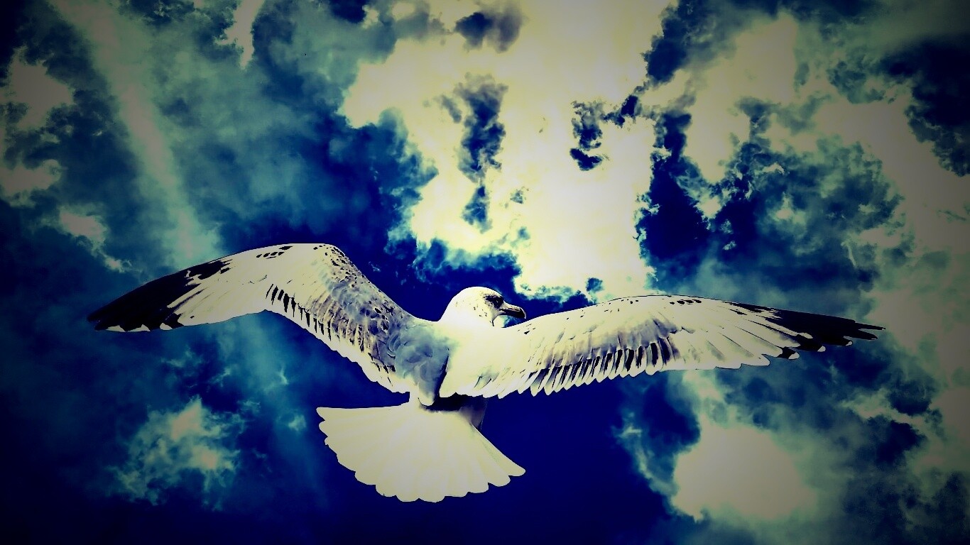 Гордая птица в полете обои