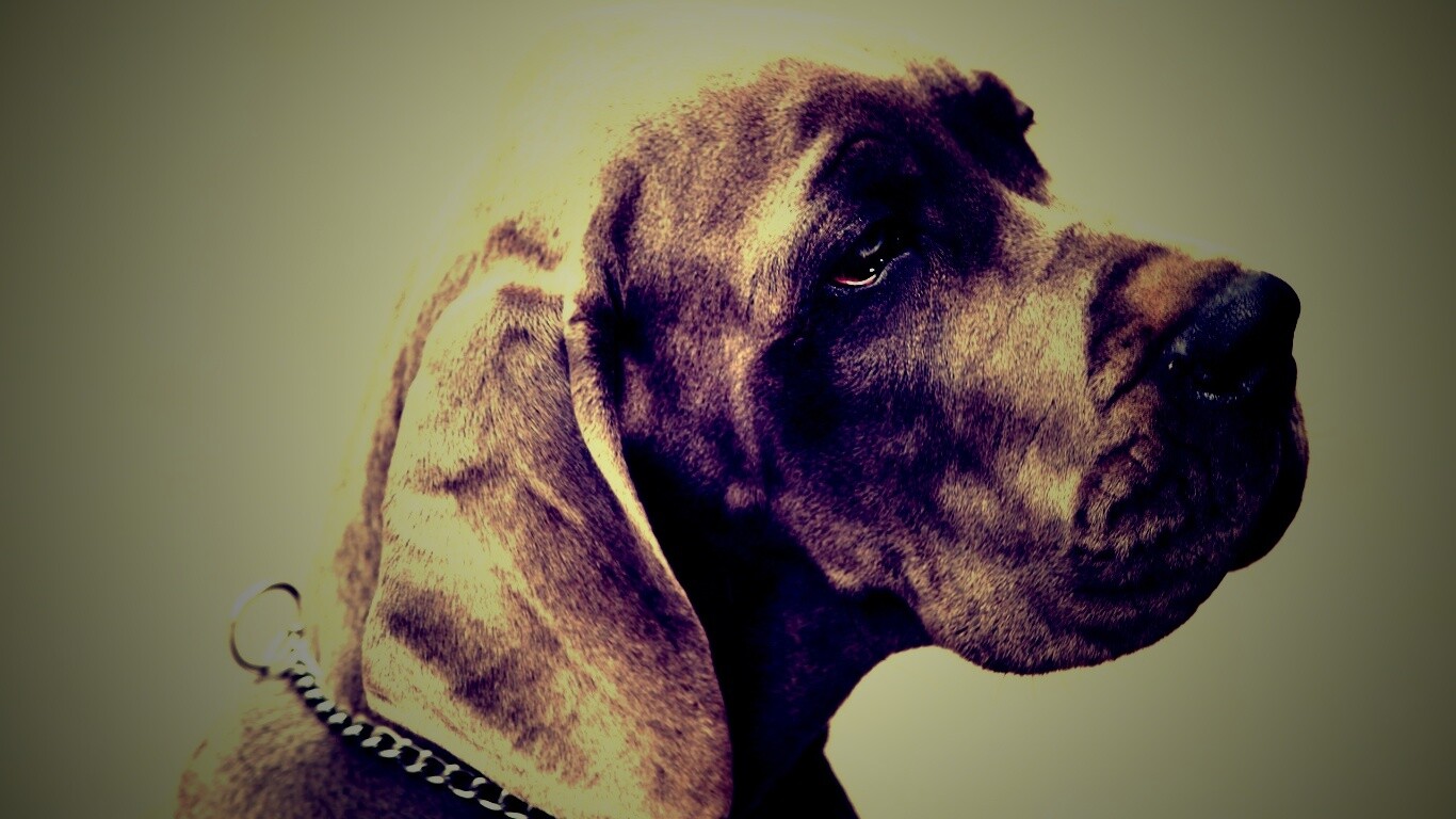 Грустная собака обои