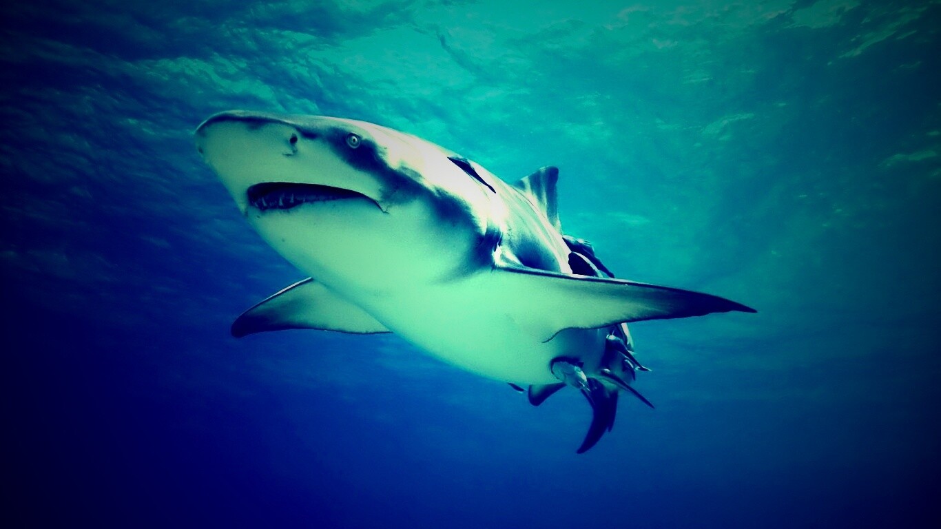 Красивая глубоководная акула обои