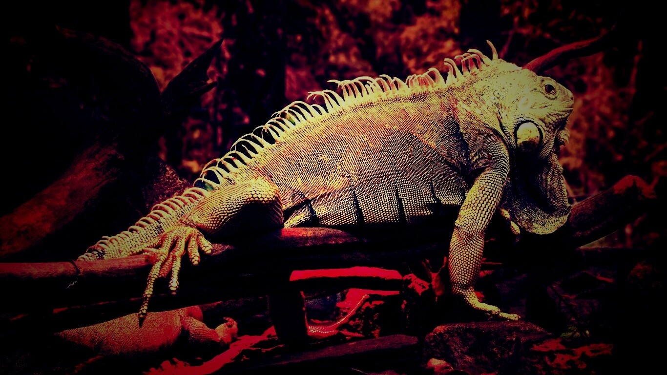 Большая игуана обои