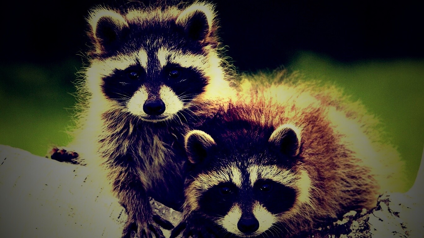 Полосатики обои