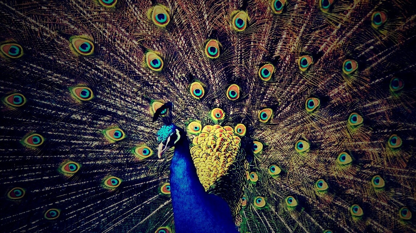 Павлин, говоришь... обои