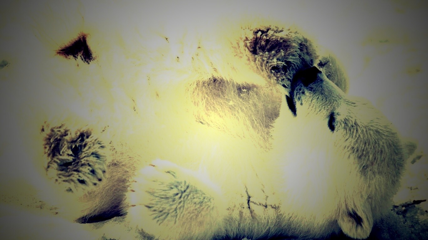 Мишка на севере обои