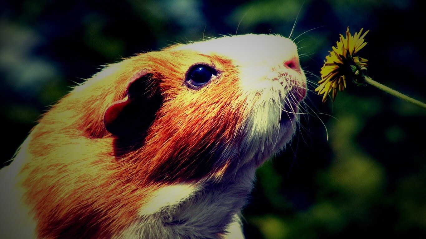 Морская свинка - романтик обои