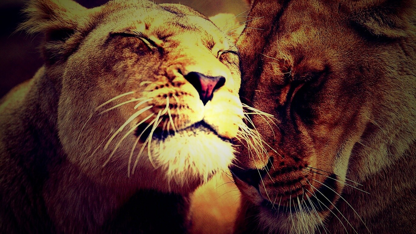 Нежные львы обои