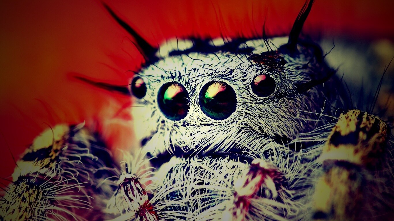 Паук в макро обои