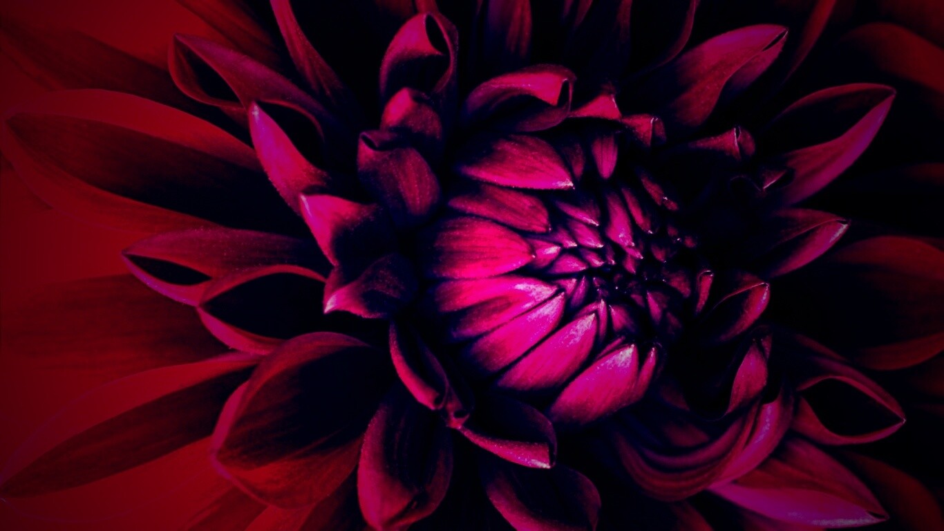 Цветок обои