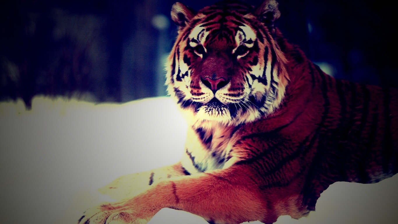 Тигр в снегу обои