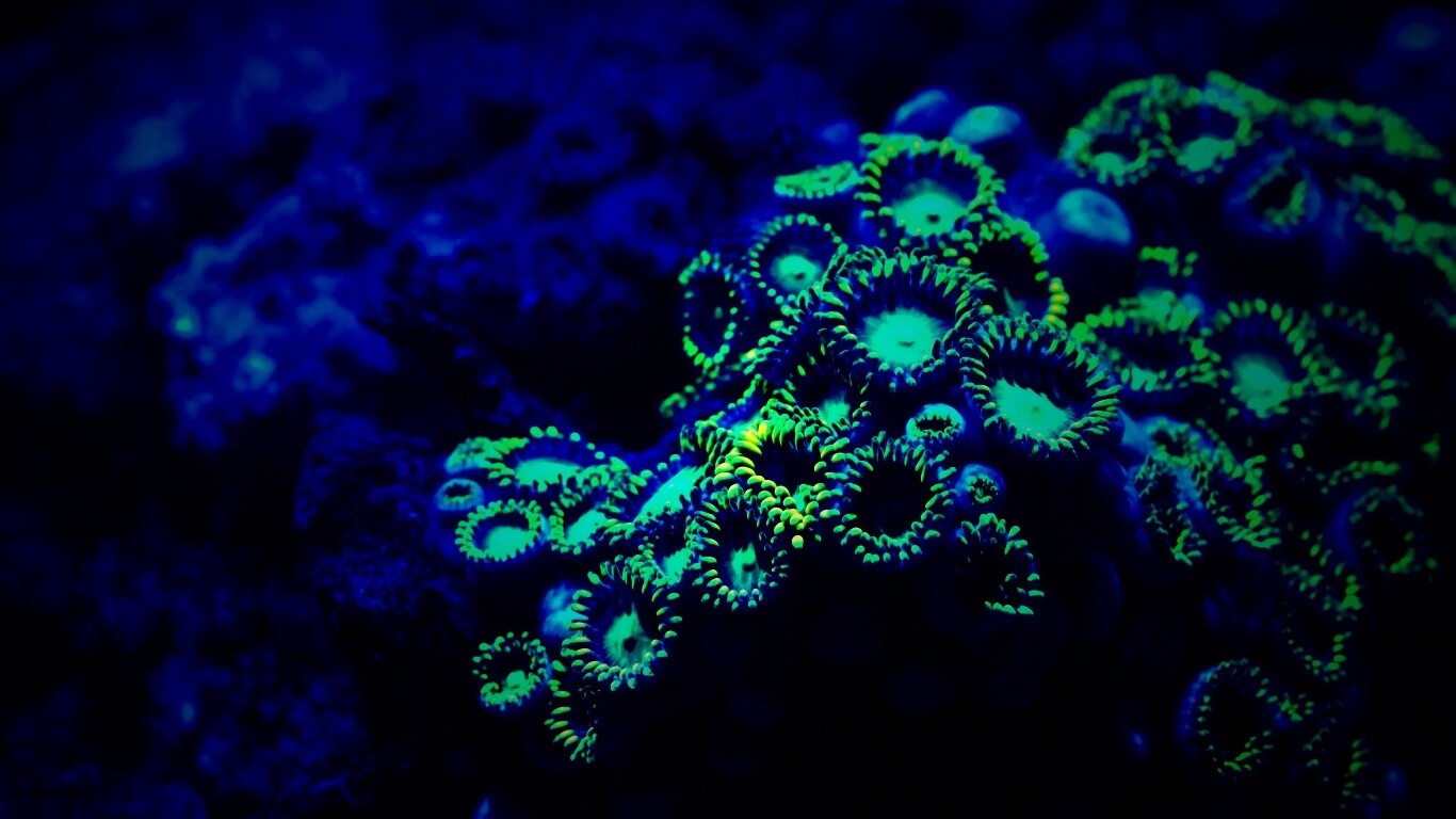 Морское дно обои