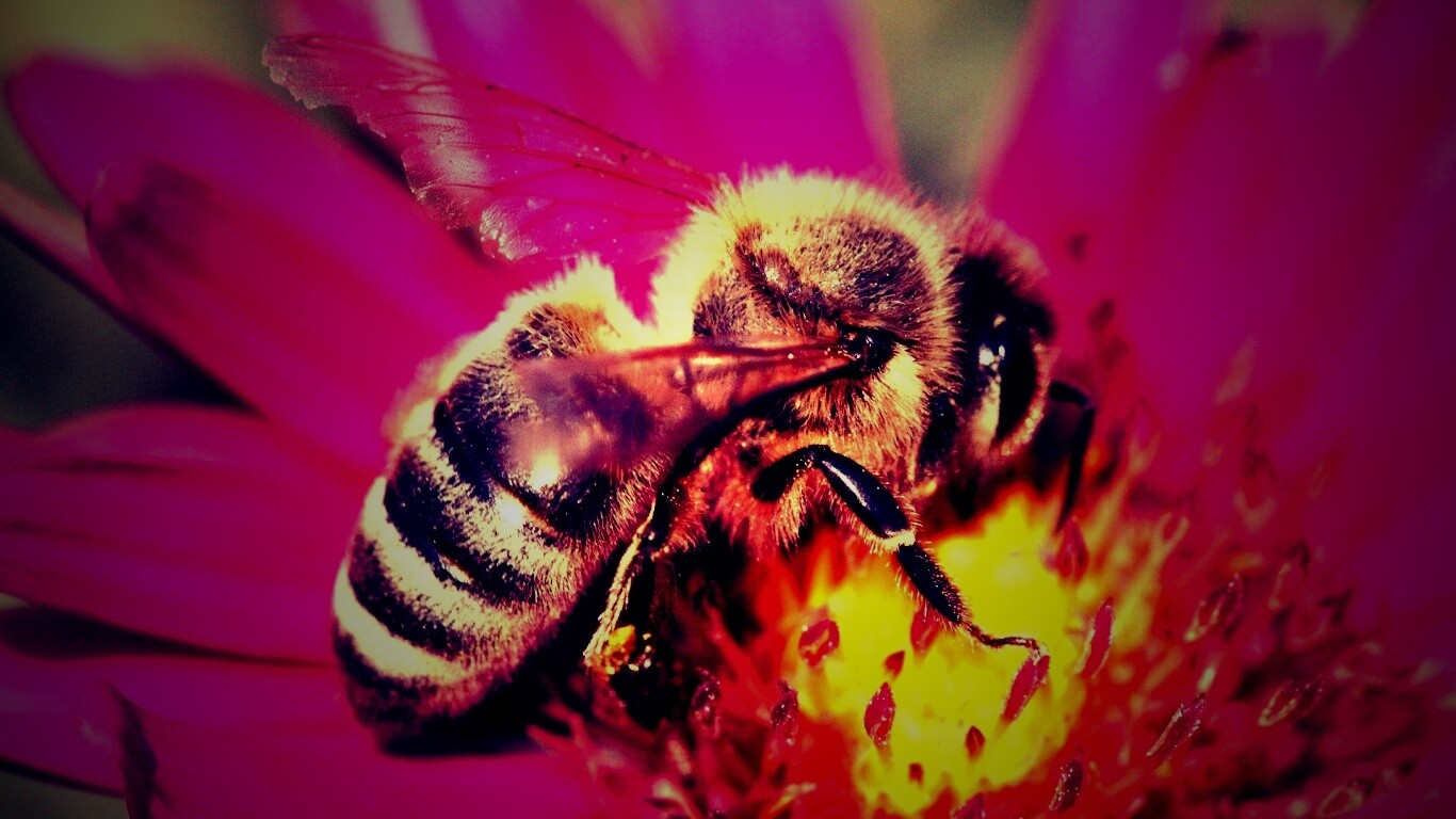 Пчела на цветке обои