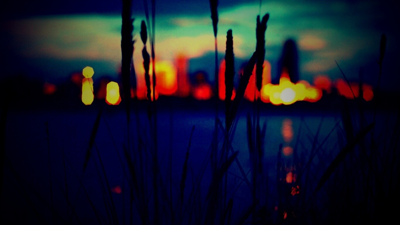 Камыш на фоне вечерних огней обои