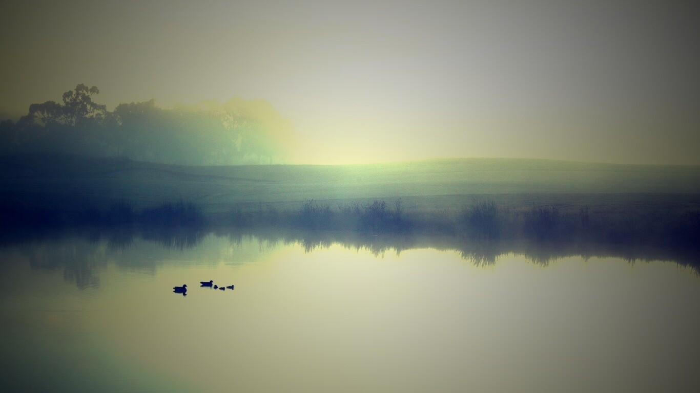 Ducks on a Misty Pond обои