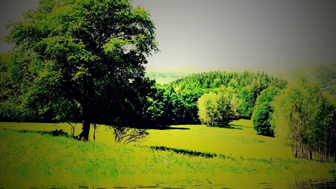 Дерево у воды обои