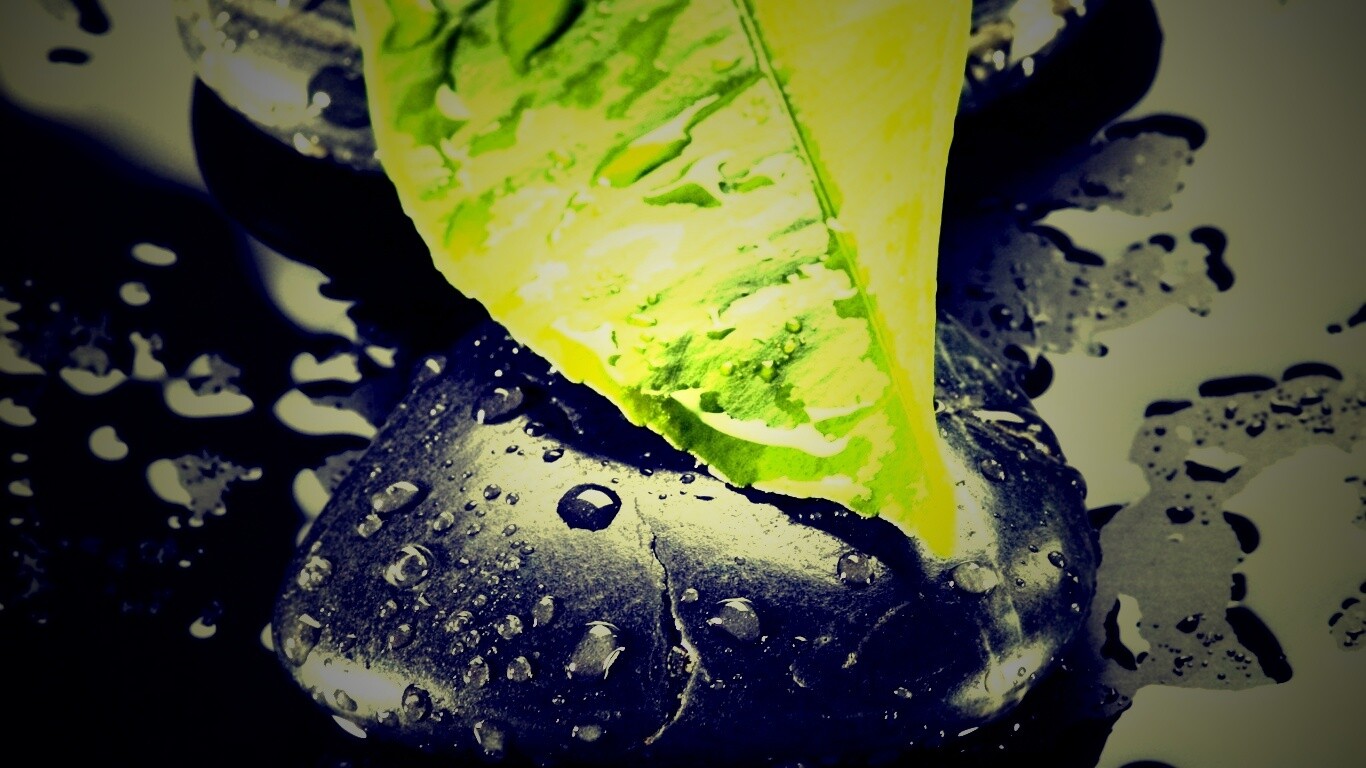 Зеленый лист на черных камнях обои