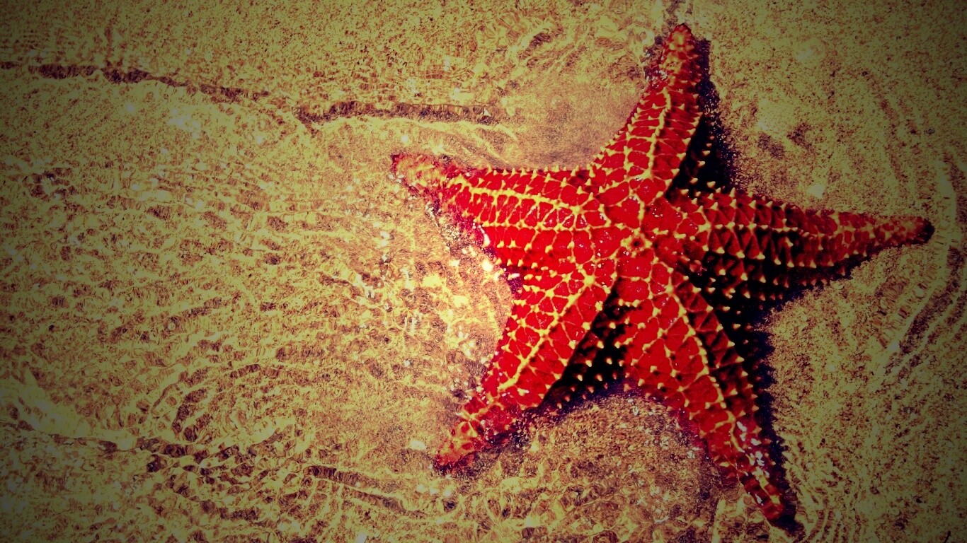 Морская звезда обои