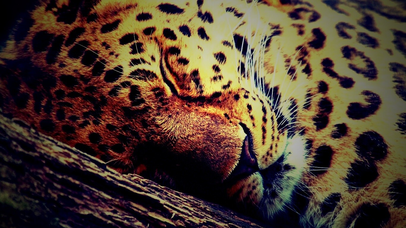 Спящий хищник обои