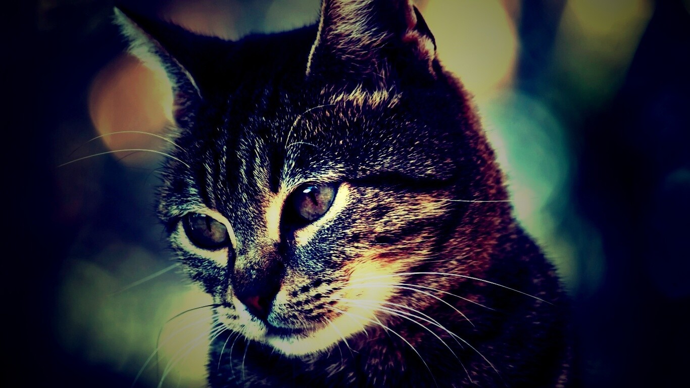 Кот усатый обои