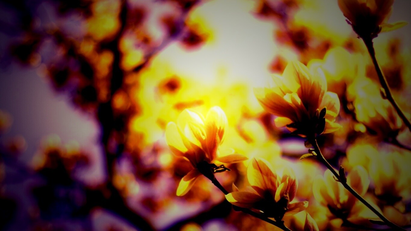 Желтые цветы распустились обои