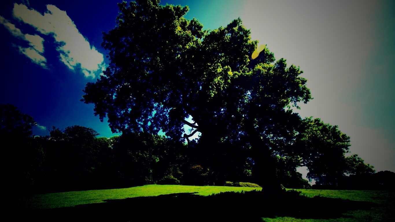 Большое зеленое дерево на лужайке обои