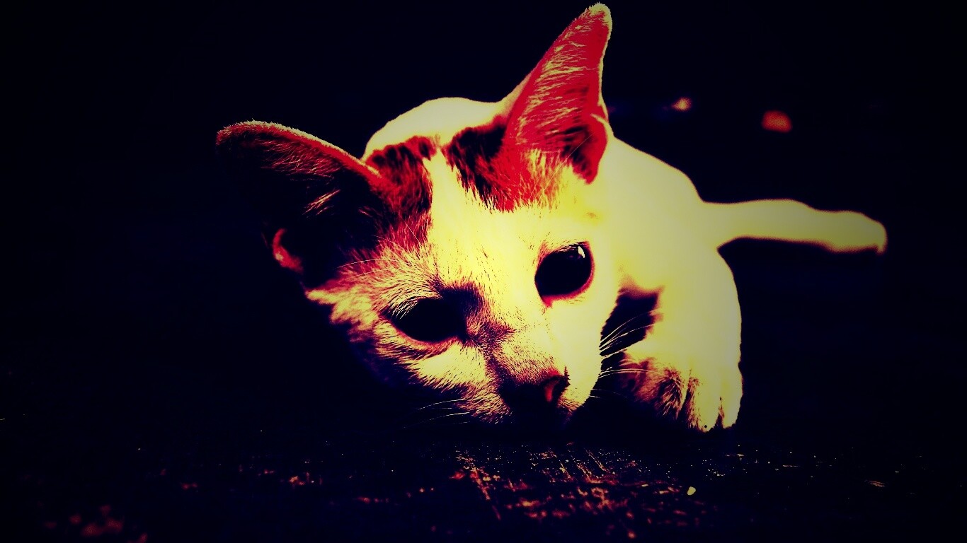 Белый кот на черном полу обои