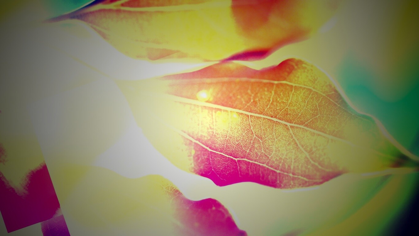 Радужные листья обои