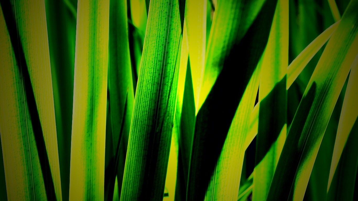 Стебли травы обои